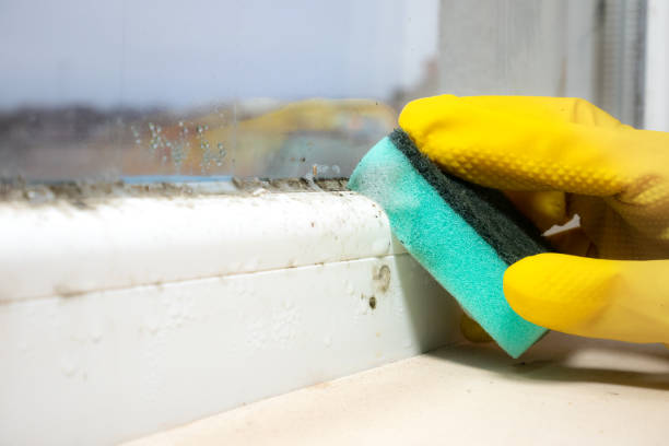 Best White Mold Remediation in Lytle, TX