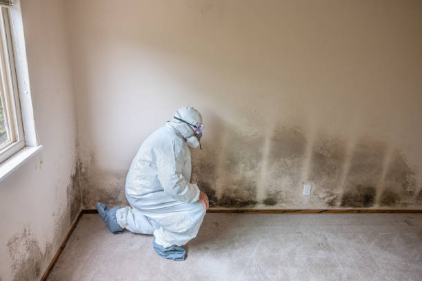 Trusted Lytle, TX Mold Remediation Experts
