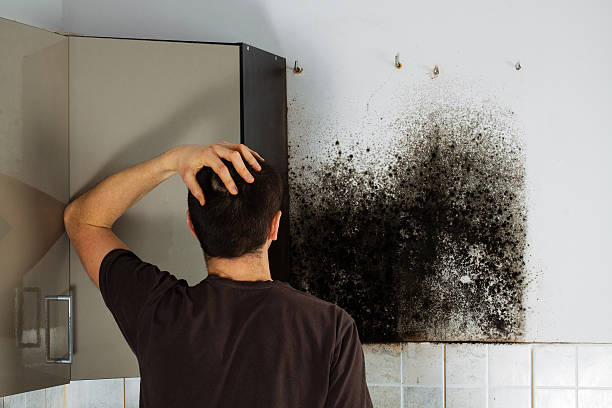Best HVAC Mold Remediation in Lytle, TX
